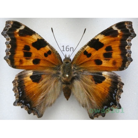 Nymphalis xanthomelas (Esper, 1781) female ex. ovo Poland16n